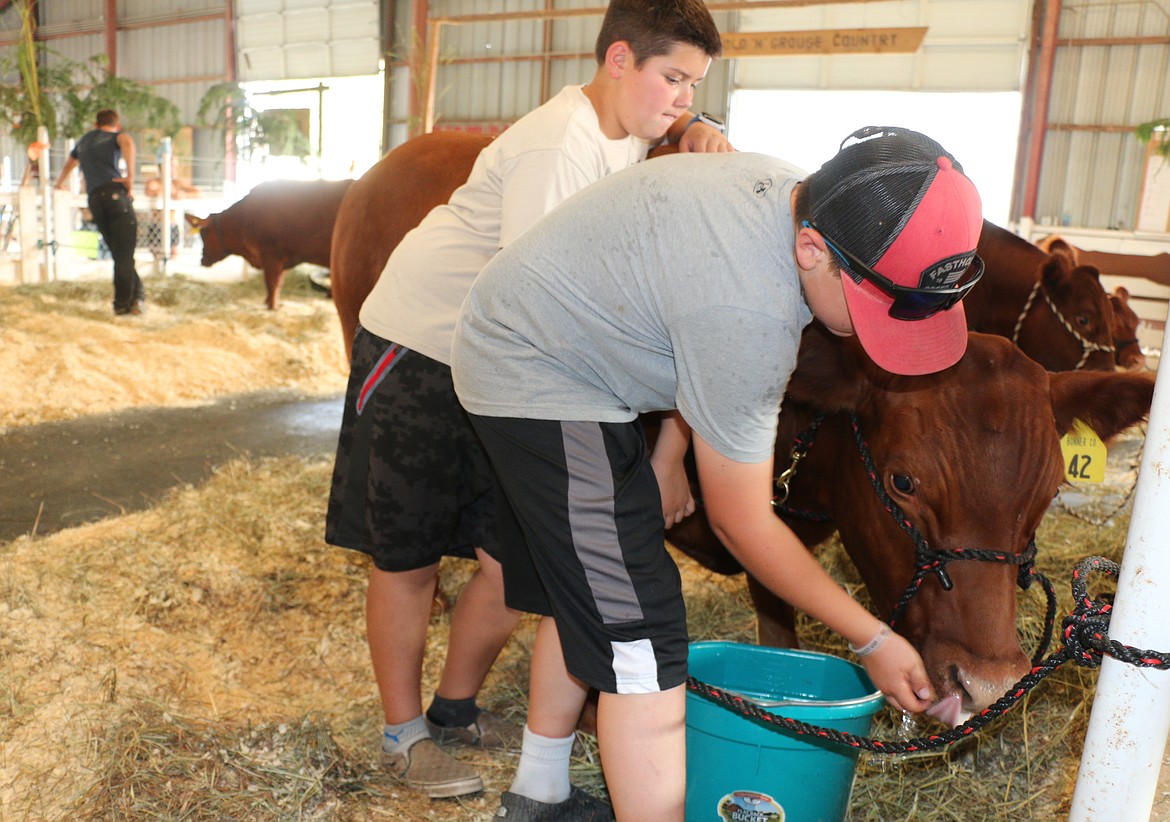 Wyatt Lanaville of Panhandle Pride 4-H and Logan Wood of Gold 'n' Grouse 4-H make sure Wood's steer has enough water to drink at the Bonner County Fair on Wednesday.