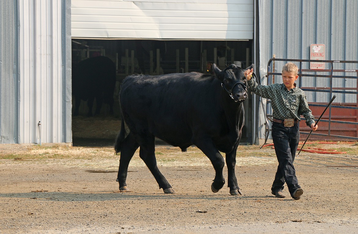 A young 4-H'er gets ready for a competition on Thursday.