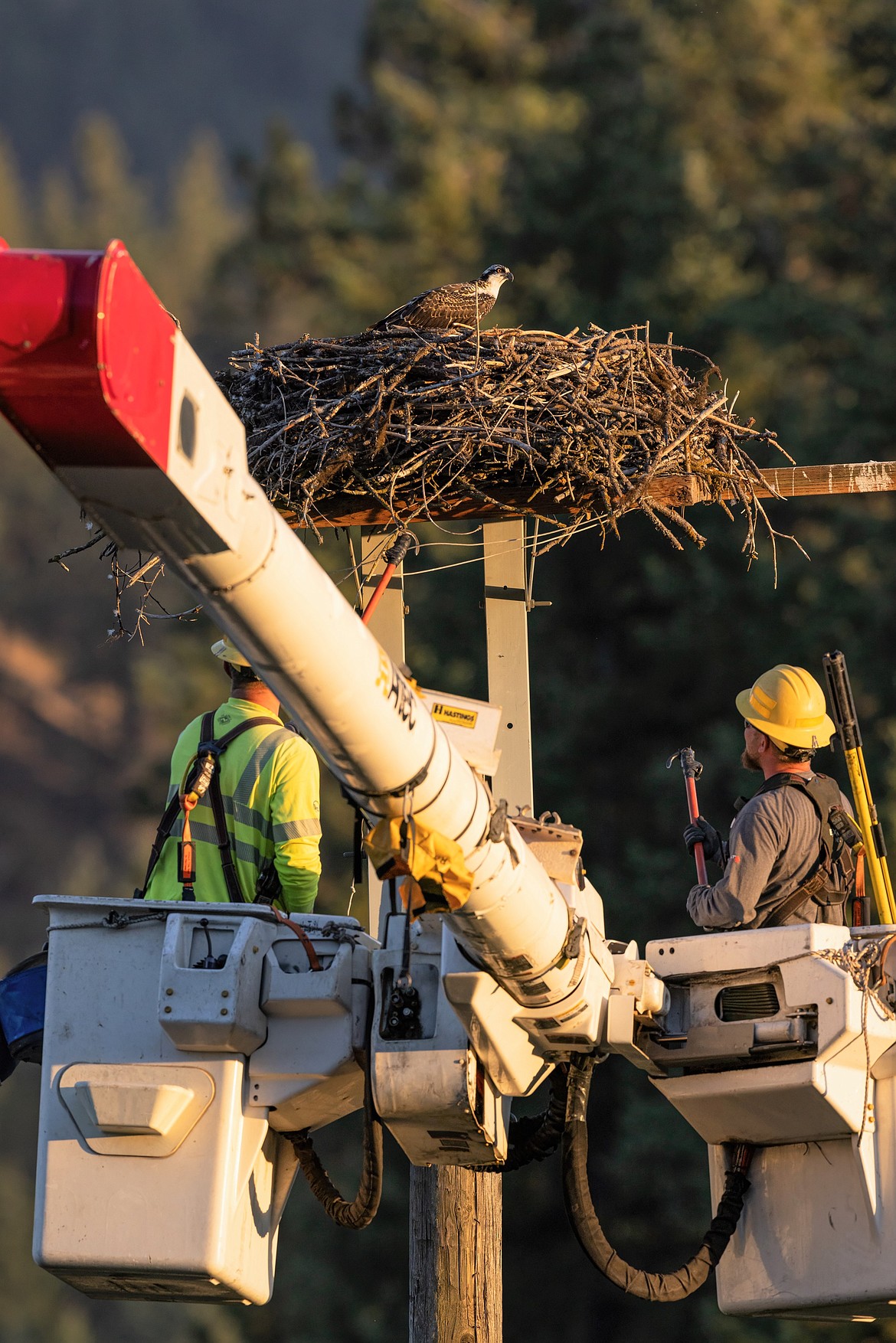 Avista crews try to help an osprey tangles in fishing line as it sits in a nest near Higgens Point.