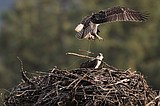 'The bird would have died there'