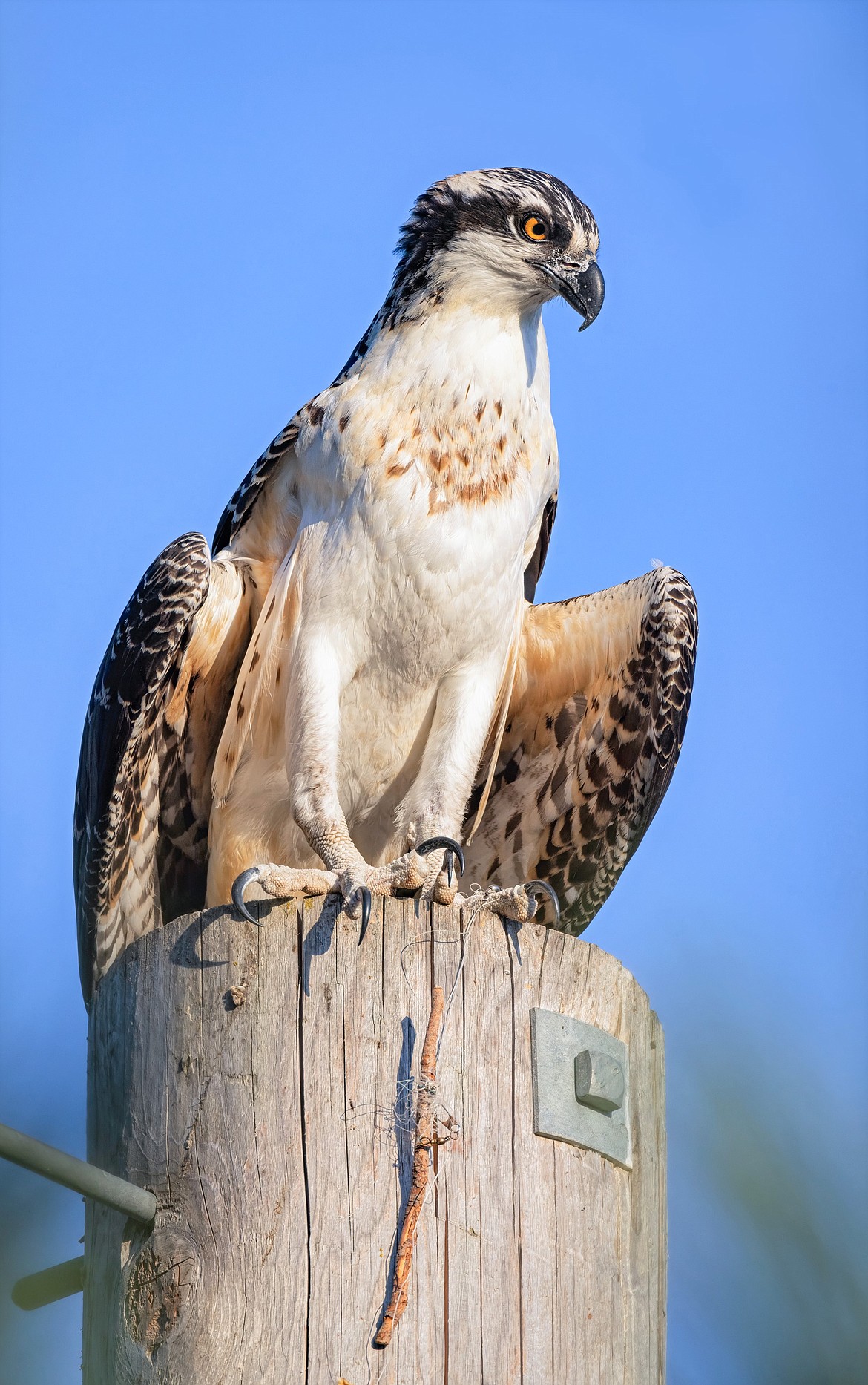 An osprey sits with its claw tangled in fishing line attached to a branch near Higgens Point.