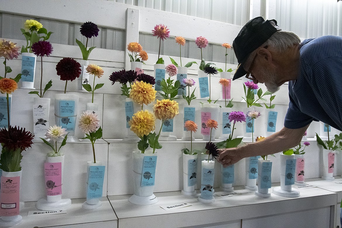 Dahlia show Judge Mike Valler examines the entries at Flathead County Fairgrounds on Friday, Aug. 18. (Avery Howe/Hungry Horse News)