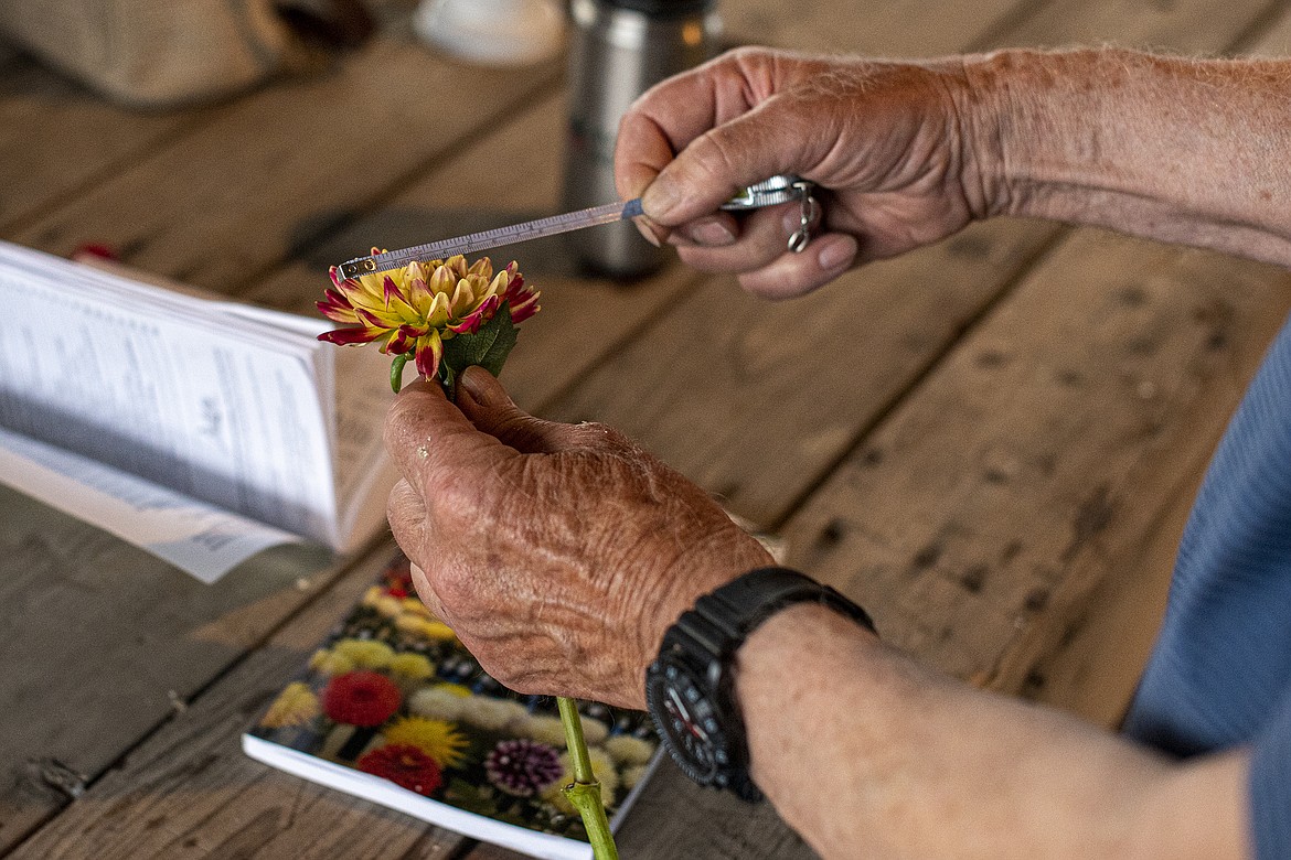 Mike Valler measures a dahlia to determine what size category it belongs in before the dahlia show at Flathead County Fairgrounds on Friday, Aug. 18. (Avery Howe/Hungry Horse News)