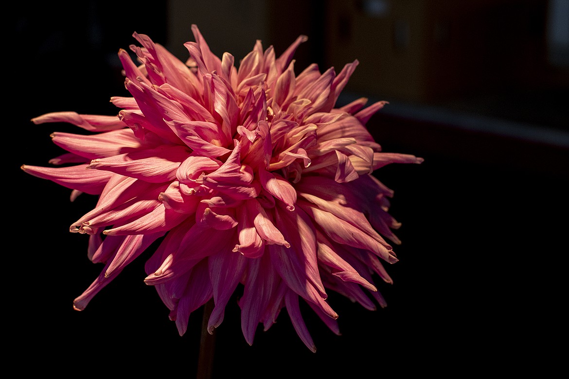 A dahlia is illuminated by the work table light as it is prepared for the show at Flathead County Fairgrounds on Friday, Aug. 18. (Avery Howe/Hungry Horse News)