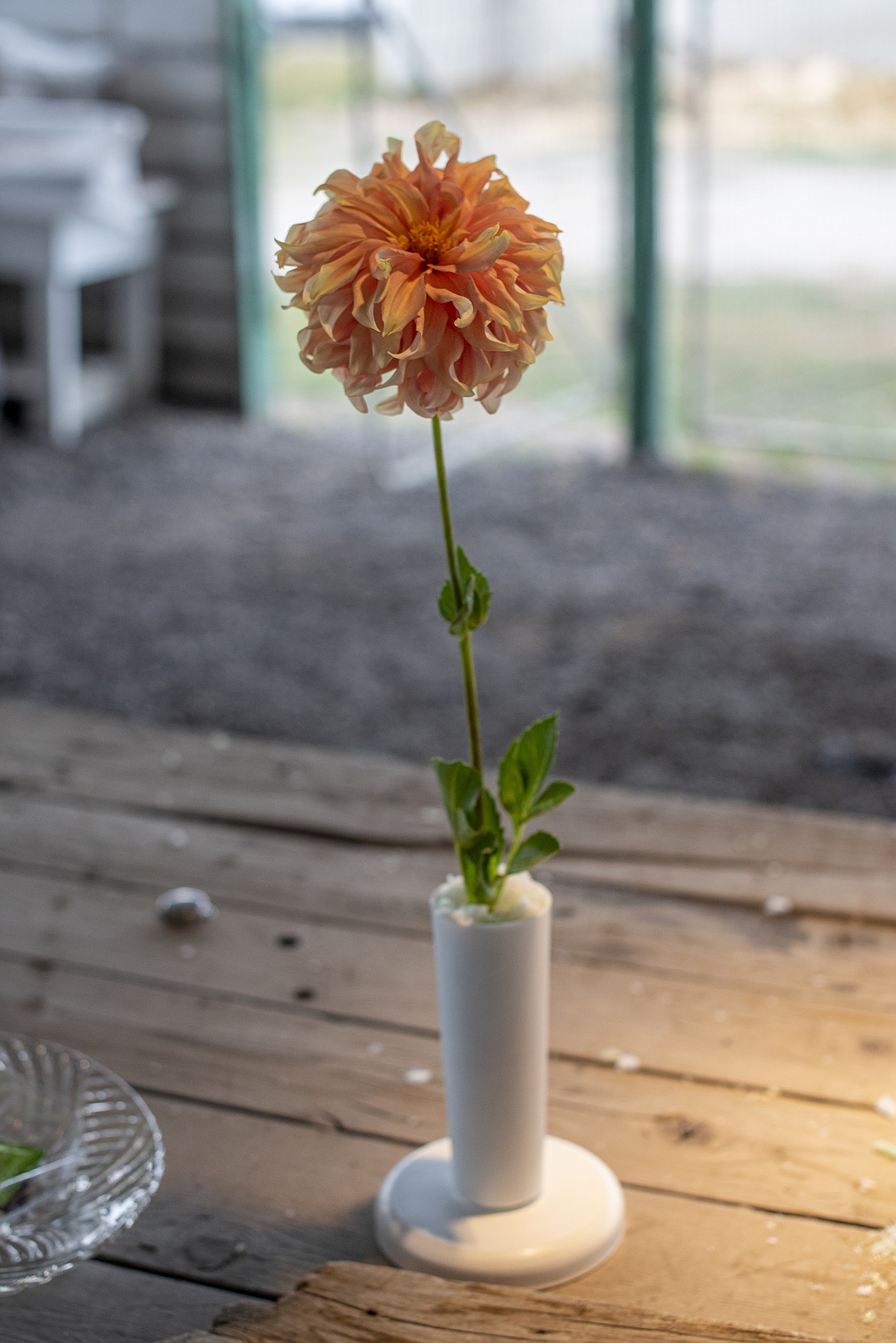 A dahlia sits on the work table in the Floriculture Building at Flathead County Fairgrounds on Friday, Aug. 18. (Avery Howe/Hungry Horse News)