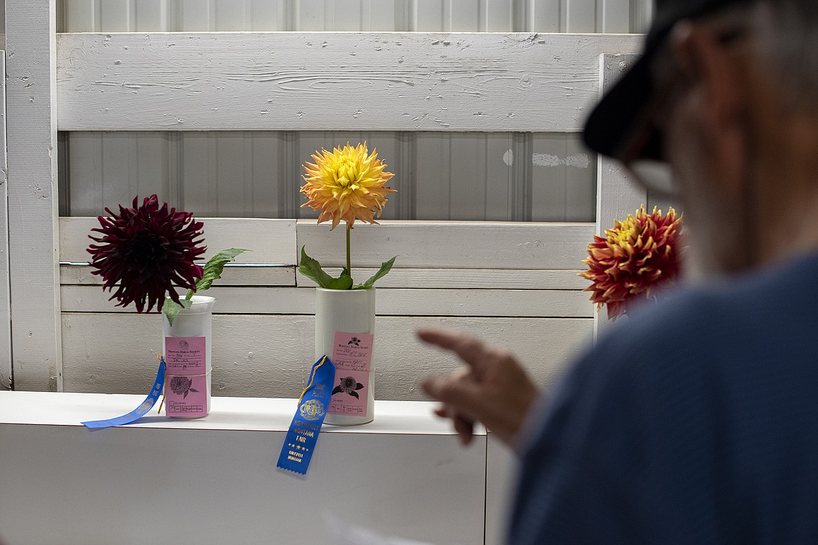 Dahlia Show Judge Mike Valler examines the entries at Flathead County Fairgrounds on Friday, Aug. 18. (Avery Howe/Hungry Horse News)