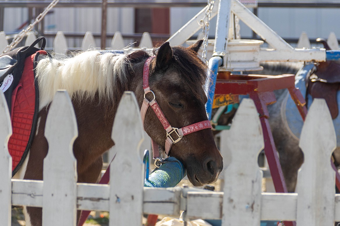 A pony waits for its next rider at the Bonner County Fair on Friday.
