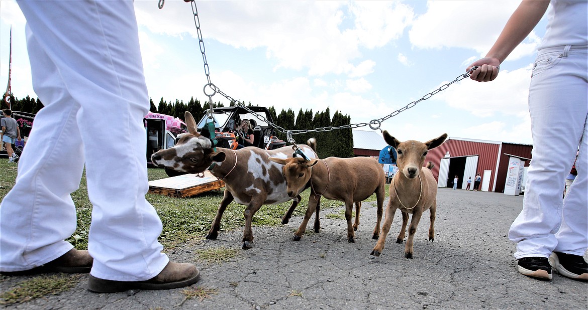 Three Nigerian goats with Sunny Days Farm in Colbert, Wash., make their way for a showing at the North Idaho State Fair on Friday.