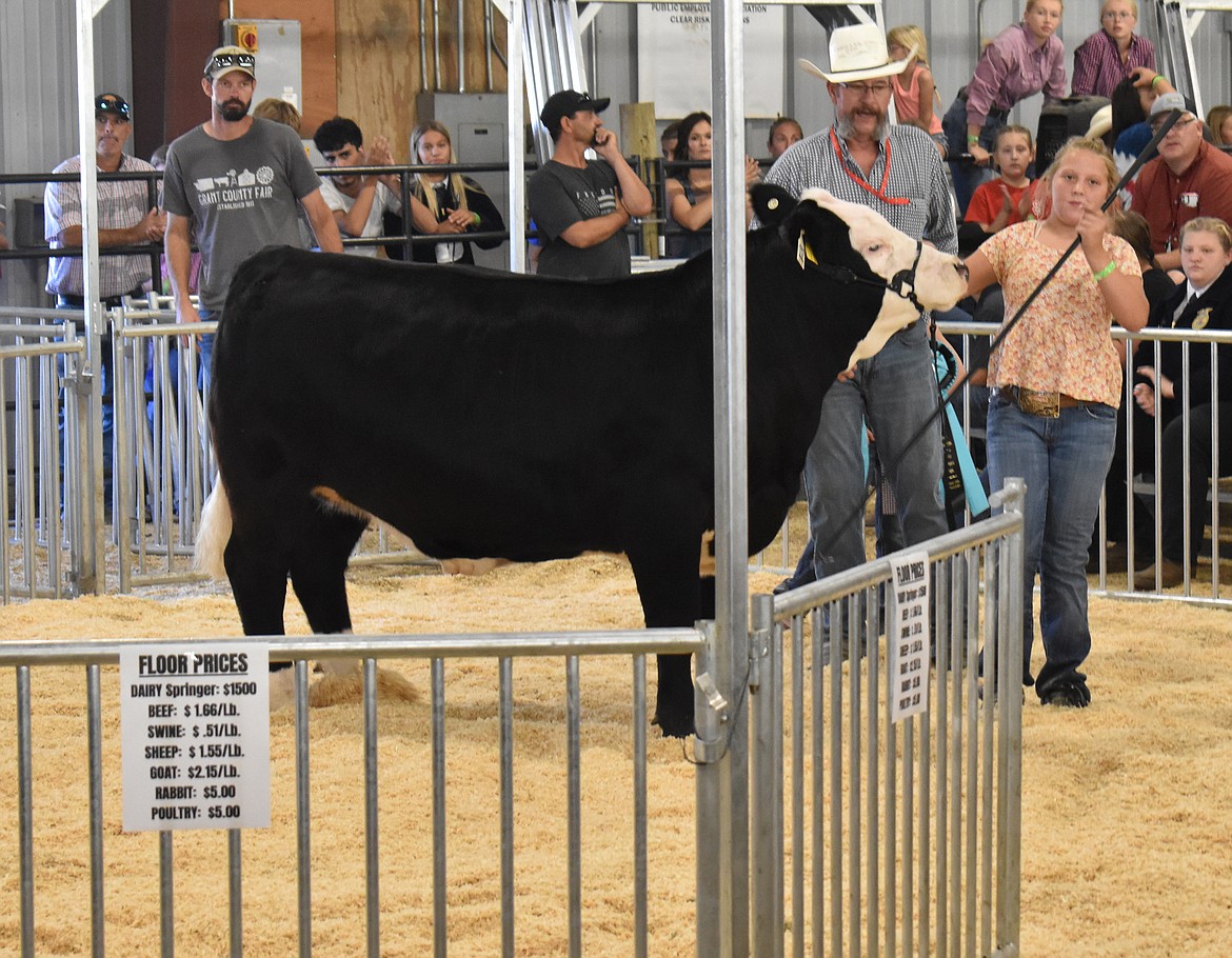 Sydney Stone of the Moses Lake 89ers 4-H club looks a little nervous as she brings her grand champion steer around the ring at the Grant County Fair  livestock sale Friday morning.