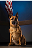 Police: K9 dies of heat exhaustion