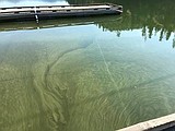 Health advisory issued for Fernan Lake