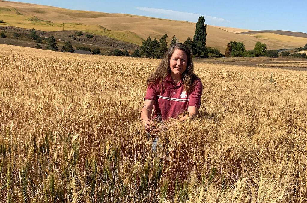 Amber Hauvermale, a research assistant professor in WSU’s Department of Crop and Soil Sciences, is conducting research with others at WSU that could save wheat farmers millions of dollars.