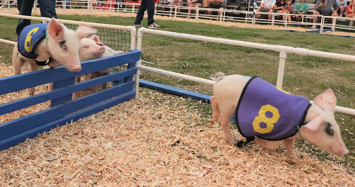 Pigs are flying at the North Idaho State Fair.