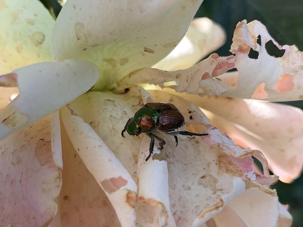 A Japanese beetle on a devastated rose bush.