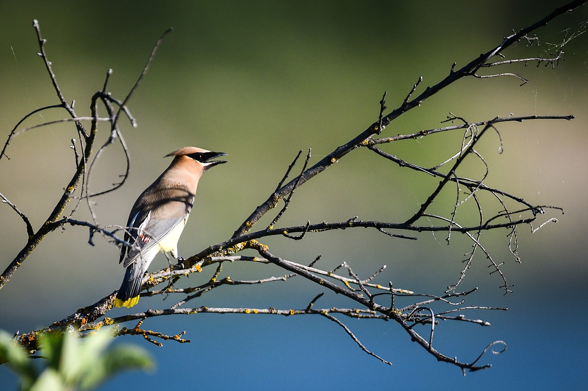 A cedar waxwing sings on a branch in between flights out over the Kootenai River in Lincoln County on Sunday, July 16. (Casey Kreider/Daily Inter Lake)