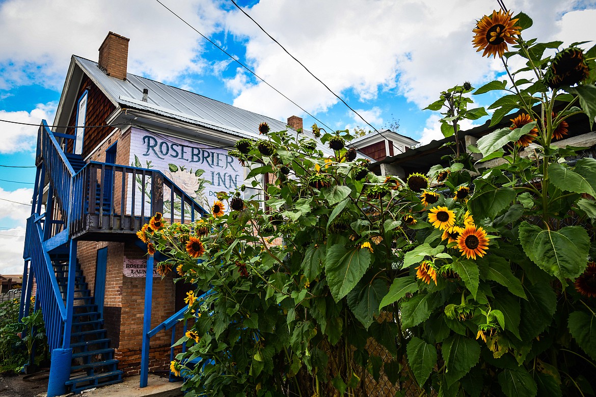 Sunflowers and a few vegetable plants grow in a garden area behind the former Rosebrier Inn in Kalispell on Tuesday, Aug. 22. (Casey Kreider/Daily Inter Lake)