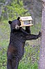 Clear food from sites to prevent bear sightings