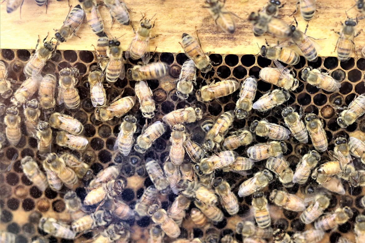 Honey bees go about their business in an observation case at the North Idaho  State Fair on Thursday.
