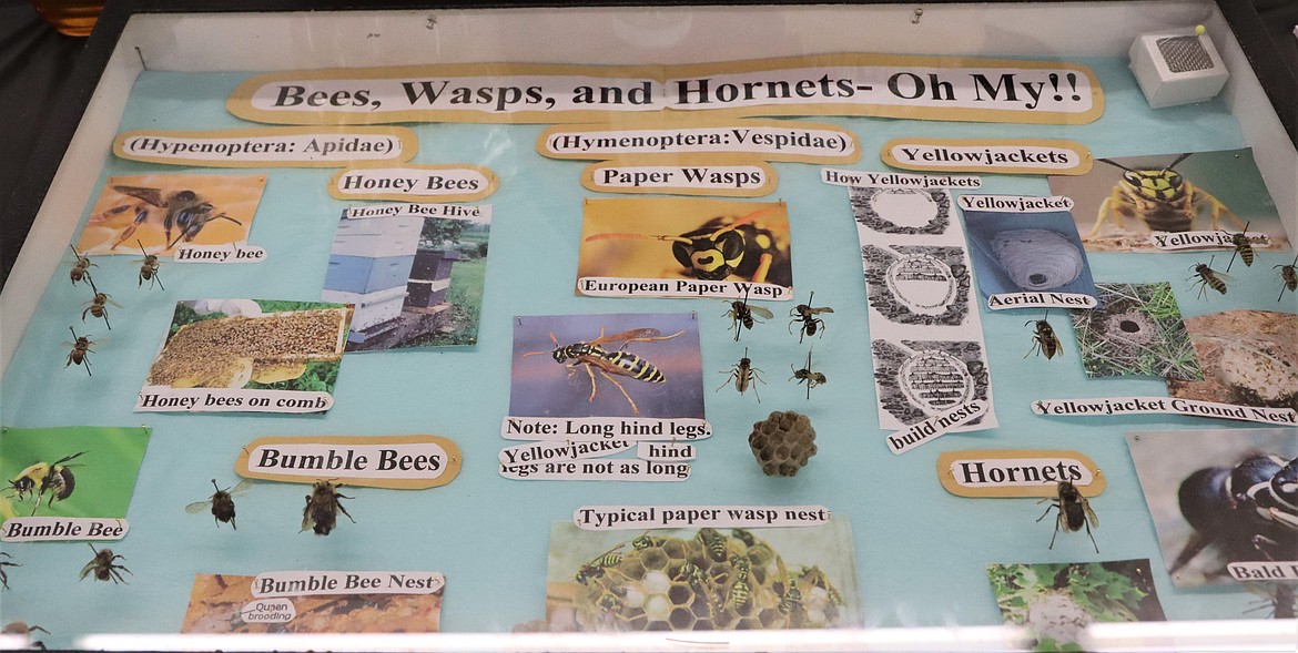 A display highlights differences between bees, wasps and hornets at the North Idaho State Fair on Thursday.
