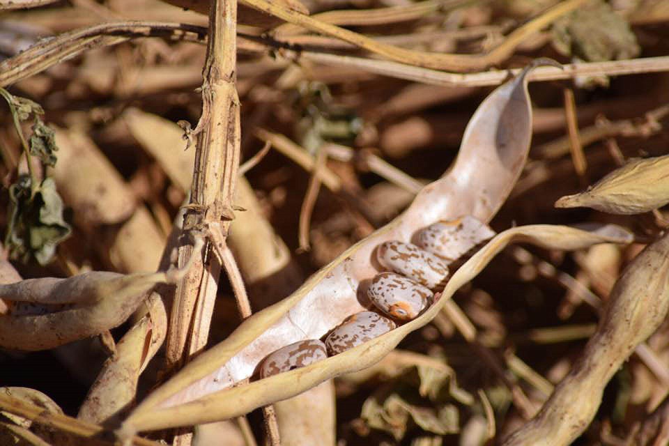 Bean are the easiest vegetable to save seed from. Just let a few pods dry completely then crack them open and collect the seeds.