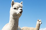 First-time alpaca ownership: What to consider before buying