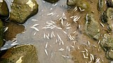 Reservoirs in Potlatch could save steelhead