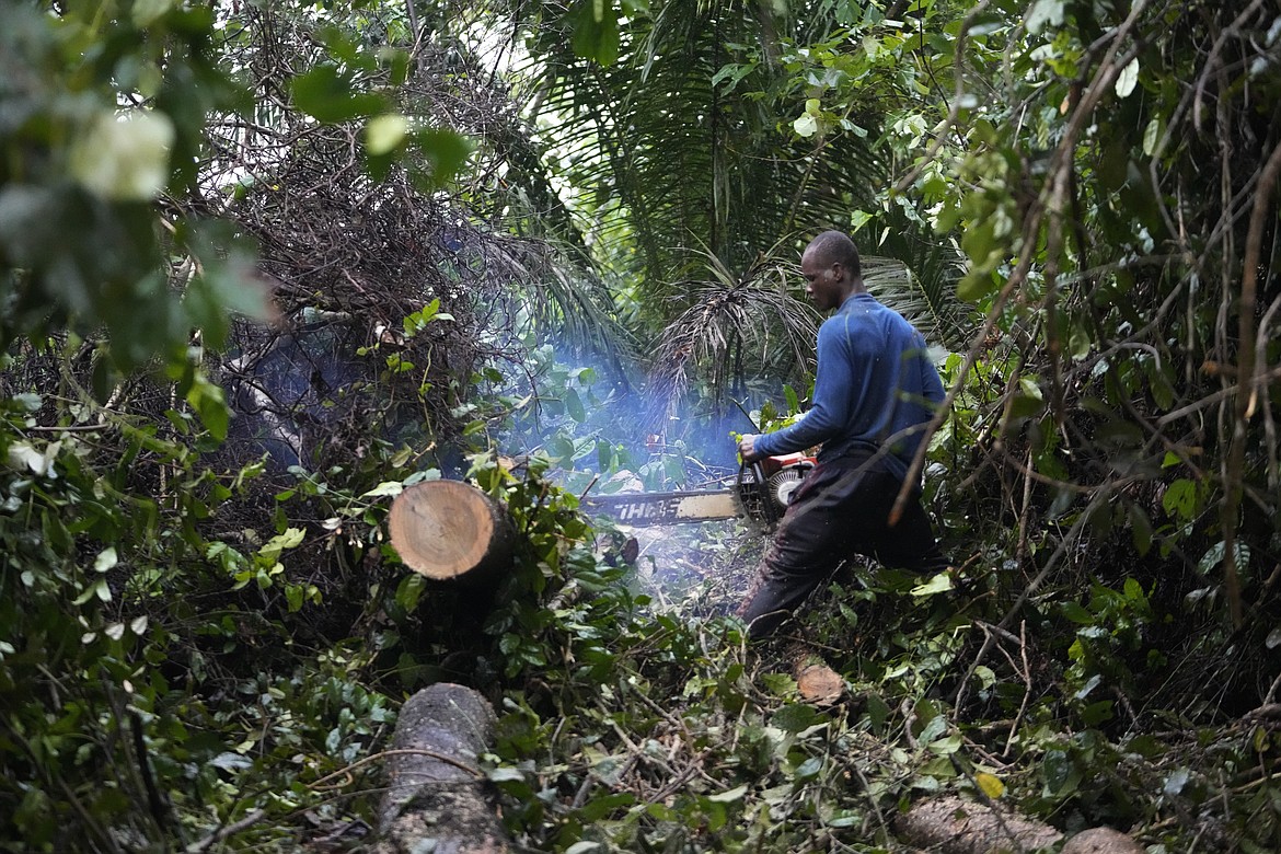 A logger wields a chainsaw to cut trees inside the Omo Forest Reserve in Nigeria on Tuesday, Aug. 1, 2023. Conservationists say the outer region of Omo Forest Reserve, where logging is allowed, is already heavily deforested. As trees become scarce, loggers are heading deep into the 550-square-kilometer conservation area, which is also under threat from uncontrolled cocoa farming and poaching. (AP Photo/Sunday Alamba)