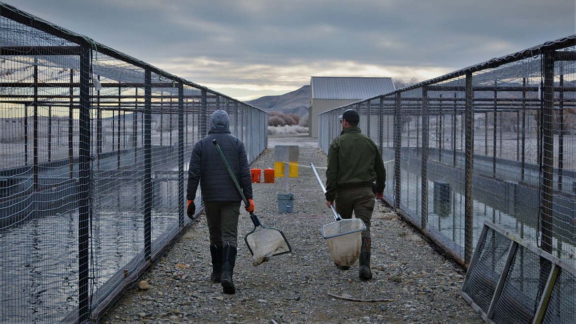 Fish hatchery staff get ready to tag hatchery-raised rainbow trout prior to stocking them to monitor catch rates at various waters across the state.