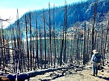 Fish, fires and the fallout