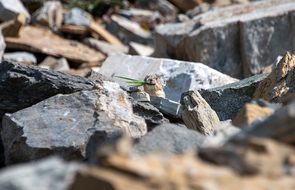 Pika's are often seen with vegetation in their mouths, stocking up for a long winter. (photo courtesy of Andrew Smith)