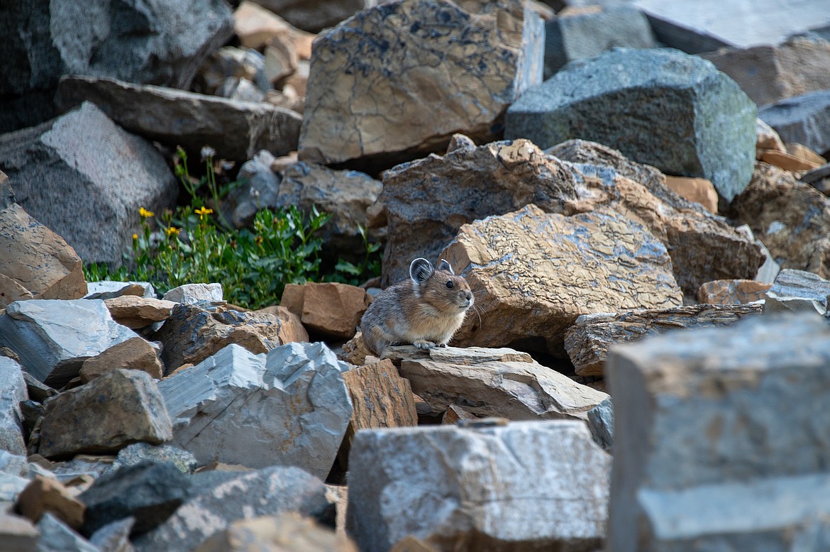 A pika poses on a rock. (photo courtesy of Andrew Smith)