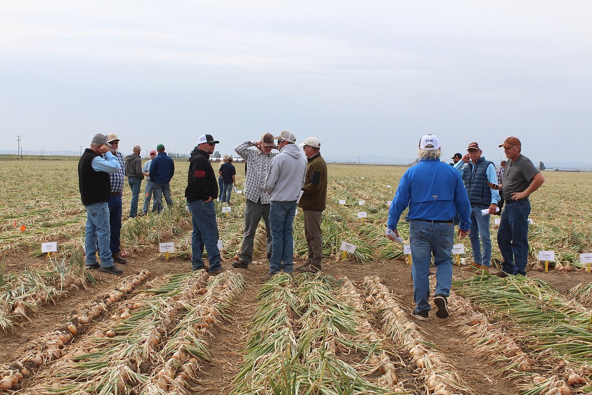 Onion farmers and industry specialists take a look at the field trial and pass the time at the Onion Field Day Thursday near Moses Lake.