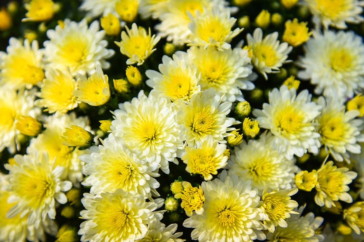 Morgana White Chrysanthemums at Swan River Gardens and Nursery in Bigfork on Friday, Sept. 1. (Casey Kreider/Daily Inter Lake)