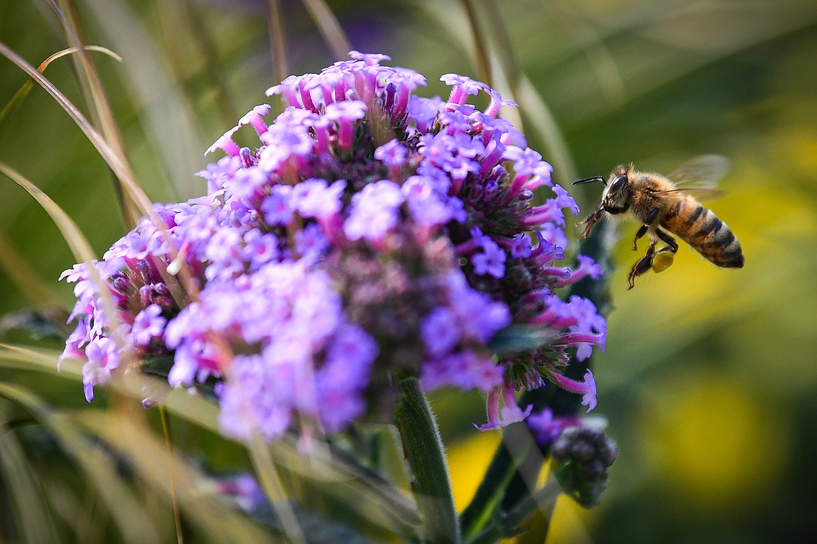 A bee buzzes around an upright verbena flower at Swan River Gardens and Nursery in Bigfork on Friday, Sept. 1. (Casey Kreider/Daily Inter Lake)
