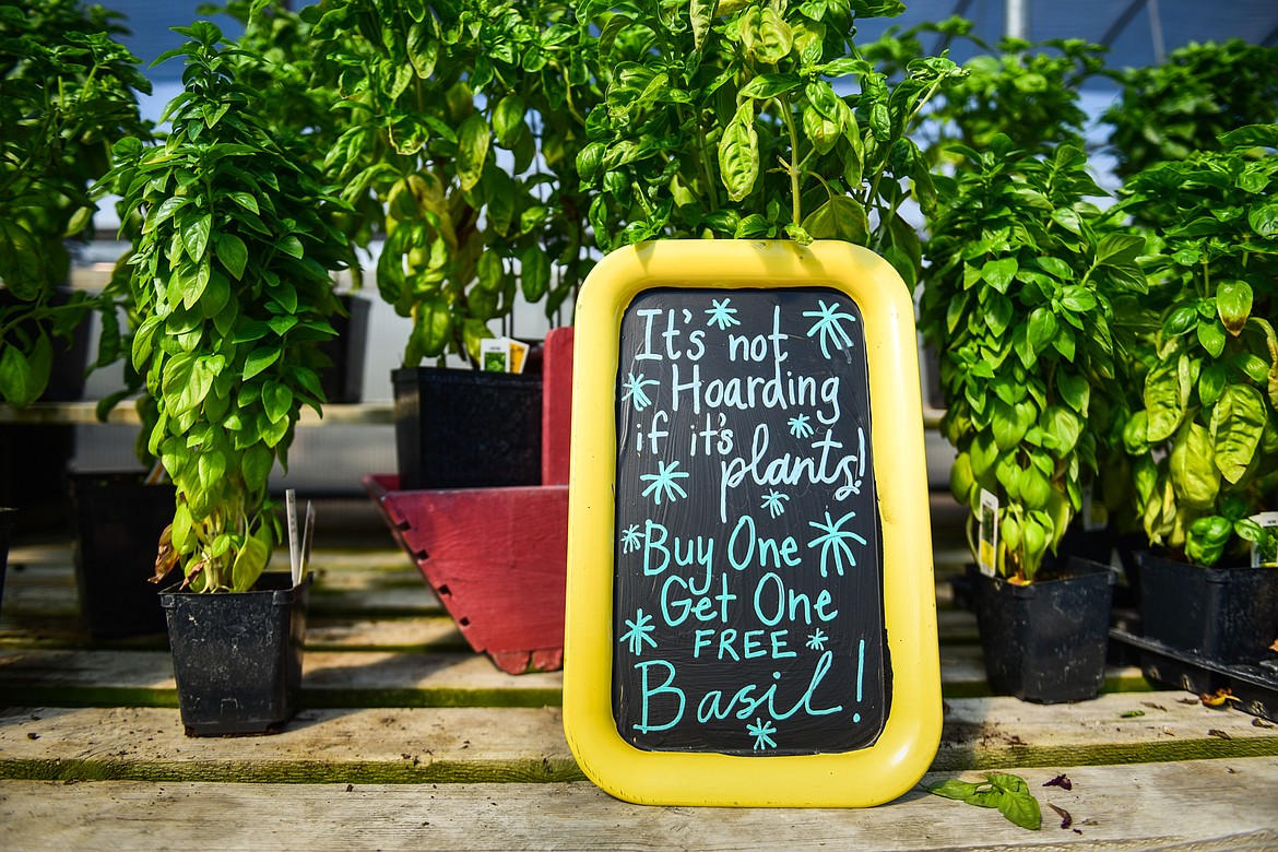 A sign advertising a sale on basil plants at Swan River Gardens and Nursery in Bigfork on Friday, Sept. 1. (Casey Kreider/Daily Inter Lake)