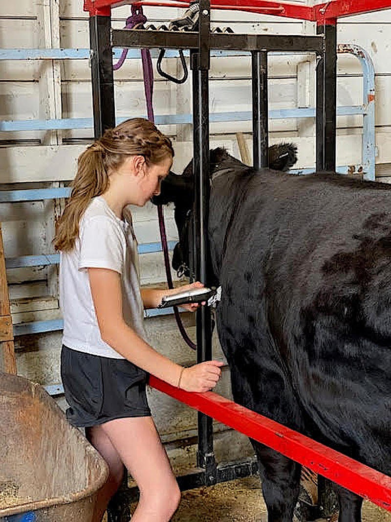 Libby South 40 4-H Club member Leah Matthews won the Little Chief Award for her written essay to Western Outdoors as well as having the Breeding Reserve Champion in the Beef category at the 2023 Lincoln County Fair in Eureka. (Kara Matthews courtesy photo)