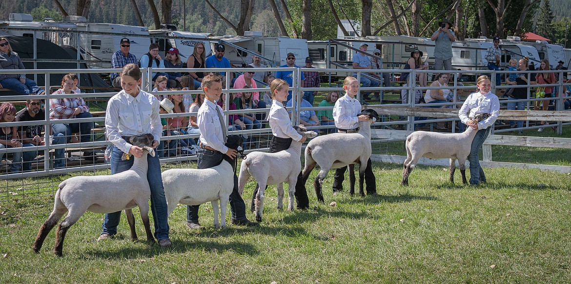 Junior sheep judging at the Sanders County Fair. (Tracy Scott/Valley Press)