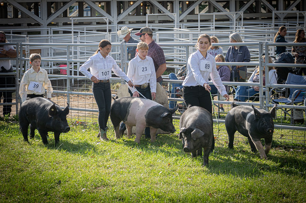 The junior swine competition at the Sanders County Fair. (Tracy Scott/Valley Press)