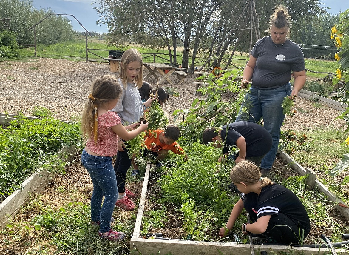 Children picking vegetables to cook for one of Cloudview’s cooking classes, another of Cloudview’s education programs that the Garden Party will fundraise for Sept. 16.
