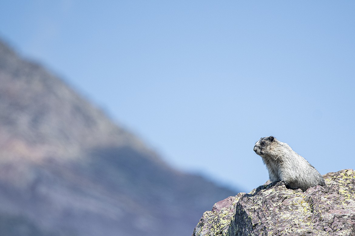 A hoary marmot peers down from his perch on the way to Lincoln Peak.