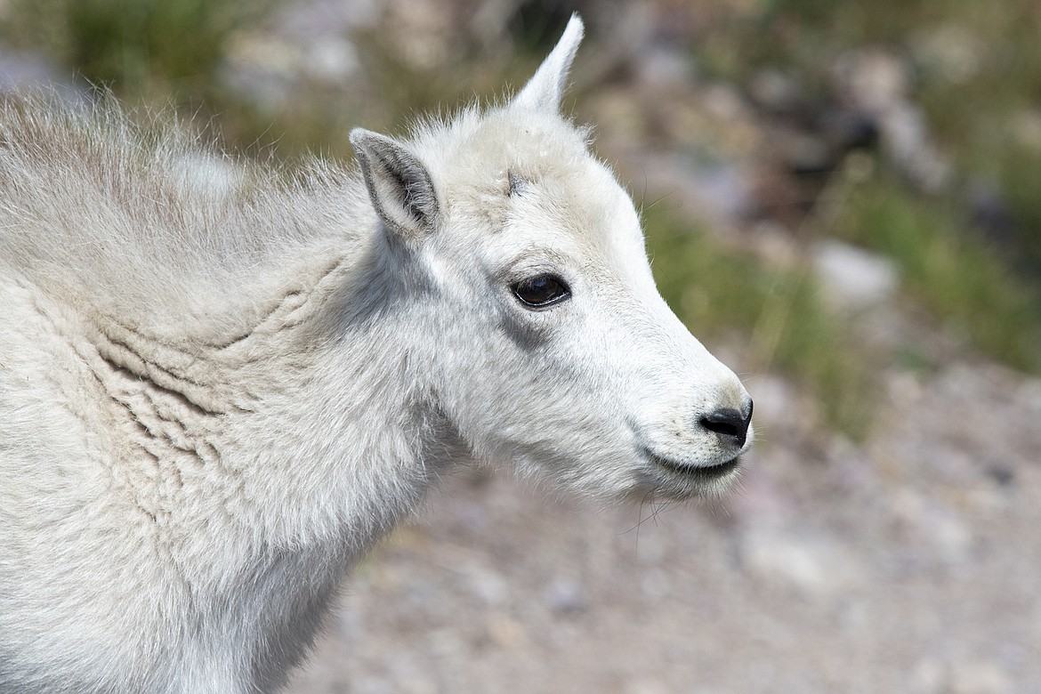 A mountain goat kid explores the grounds of Sperry Chalet.