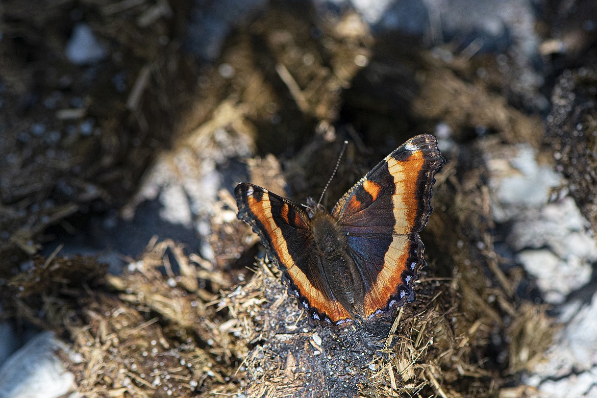 A Milbert’s Tortoiseshell butterfly enjoys the nutrients provided by a pile of horse dung on Sperry Trail.