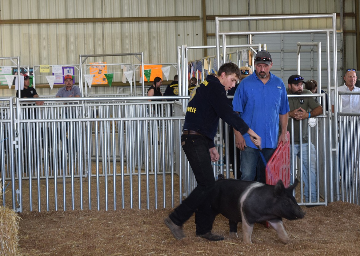 An FFA member leads his pig around the auction arena during the Wheat Land Communities Fair livestock auction on Saturday.