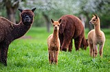 First-time alpaca ownership: Preparing their new home