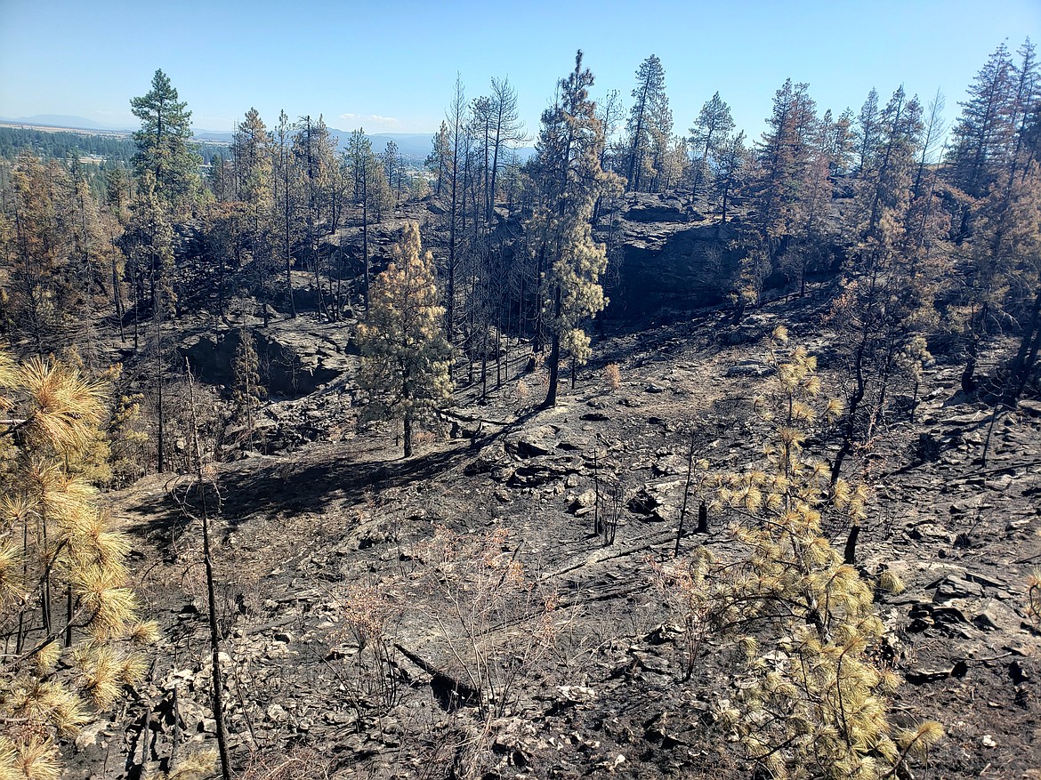 The Post Falls Community Forest is pictured here after the Parkway Fire, which burned 80 acres in the forest and Q'emiln Park when it started Aug. 4. The majority of the community forest has reopened to the public, the city announced Tuesday.