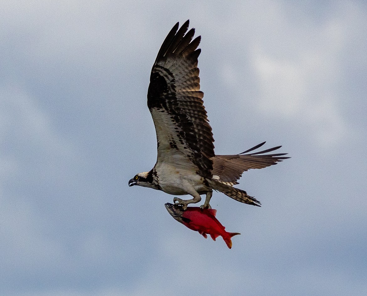 An osprey flies away with a kokanee at Hayden Lake.