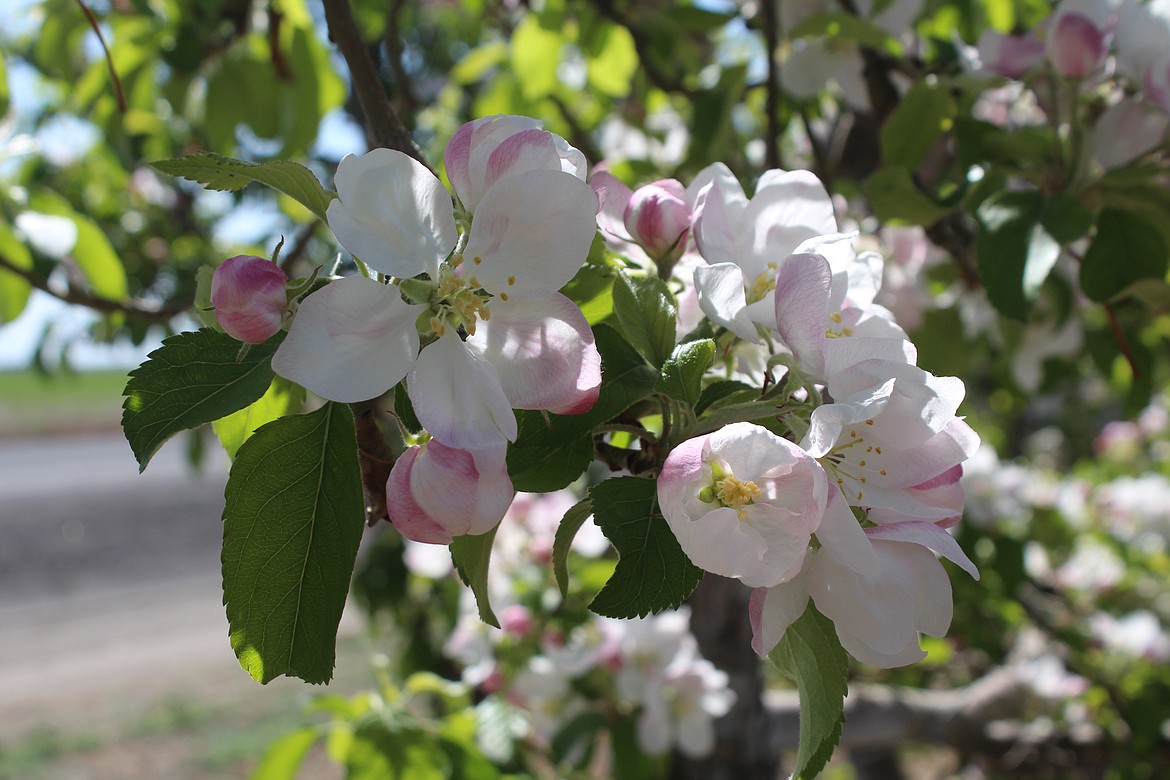 Apple blossoms unfurl in an orchard near Mattawa in April. Tariffs imposed by the government of India in 2018 were lifted Wednesday, said U.S. Senator Maria Cantwell.