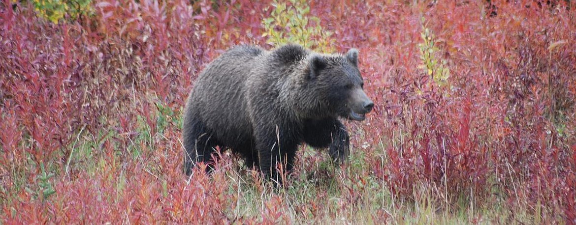 A grizzly was shot and killed in self defense on Sept. 1, in Isaland Park Resevoir. Two hunters encountered the bear suddenly while on an Elk archery hunt and killed it with their sidearms, according to the Idaho Department of Fish and Game.