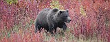 Grizzly killed in self defense