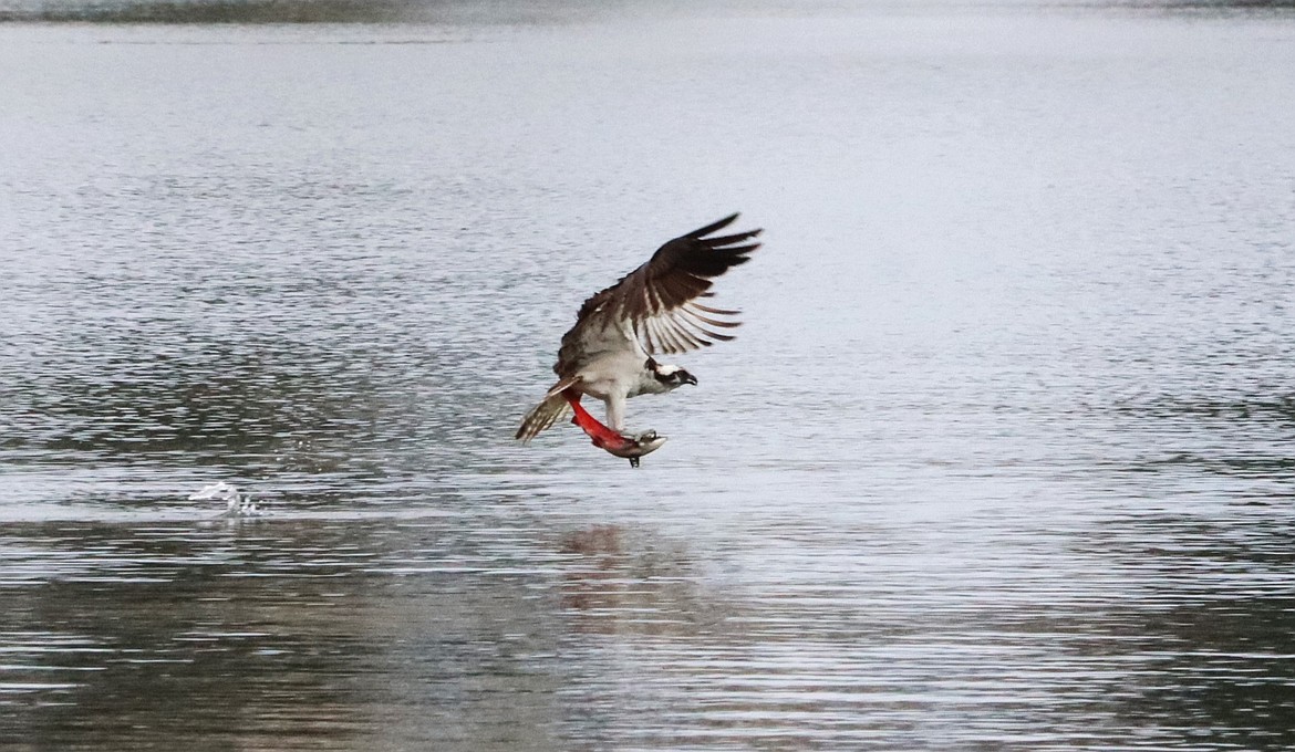 An osprey flies over Hayden Lake with a kokanee in its talons on Wednesday.